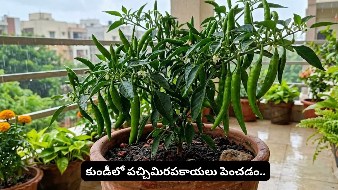 green chillies plant grow how to grow green chillies in pots easy tips for more chillies
