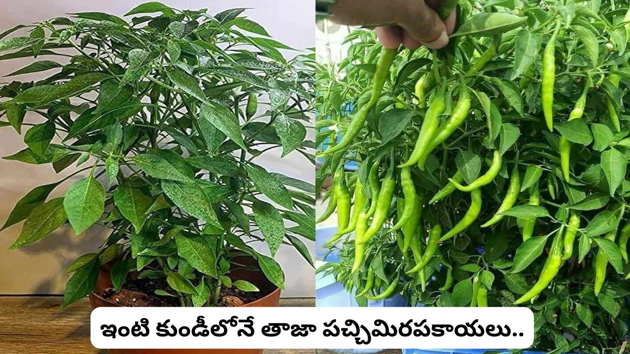 Green Chillies at Home: మార్కెట్ మిరపకాయలకు బై.. బై.. ఇంటి కుండీలోనే తాజా పచ్చిమిరపకాయలు పెంచండి ఇలా.!