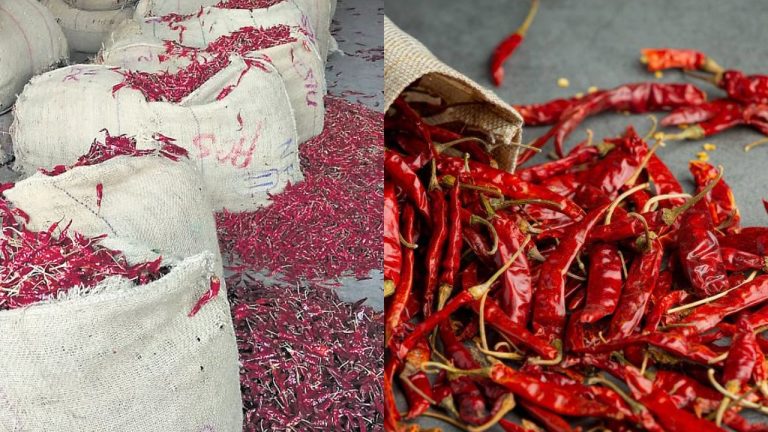 Guntur Chilli Export: గుంటూరు మిర్చికి శ్రీలంక షాక్.. పదుల సంఖ్యలో కంటైనర్లు రిజెక్ట్!