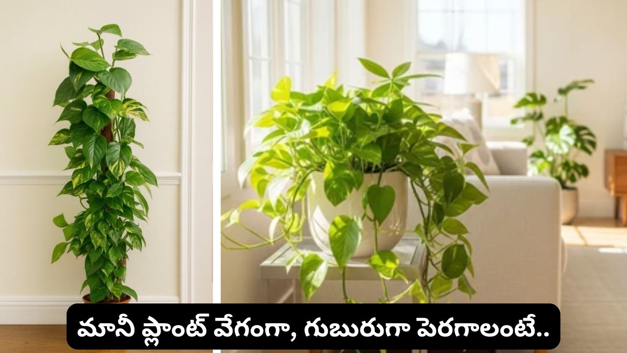 money plant growing tips how to grow money plant faster and bushier at home