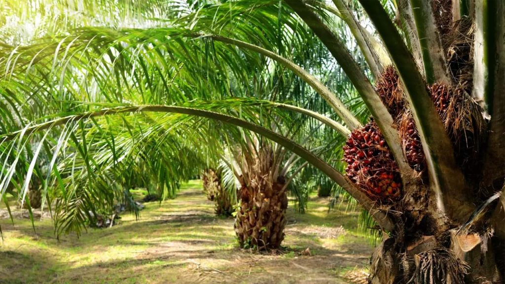 Oil Palm Cultivation