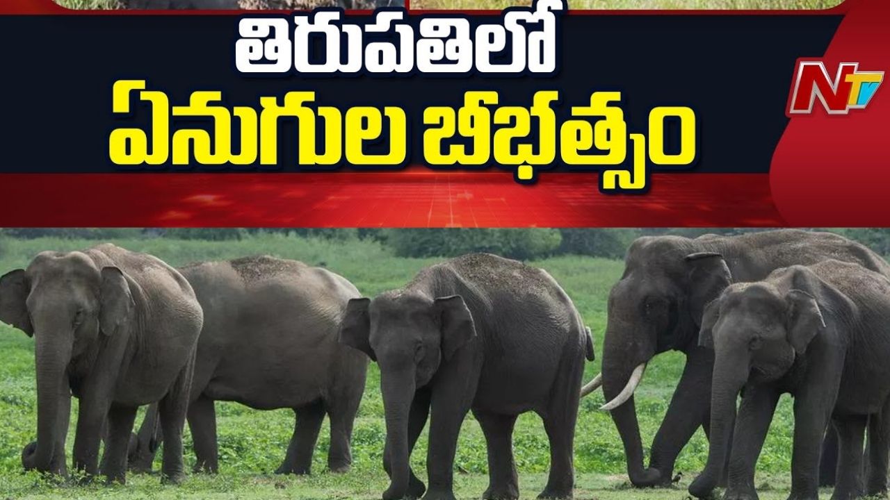 Tirupati: శేషాచలం అడవుల్లో రెండుగా విడిపోయిన ఏనుగుల గుంపు.. అప్రమత్తంగా ఉండాలని అధికారుల హెచ్చరిక!