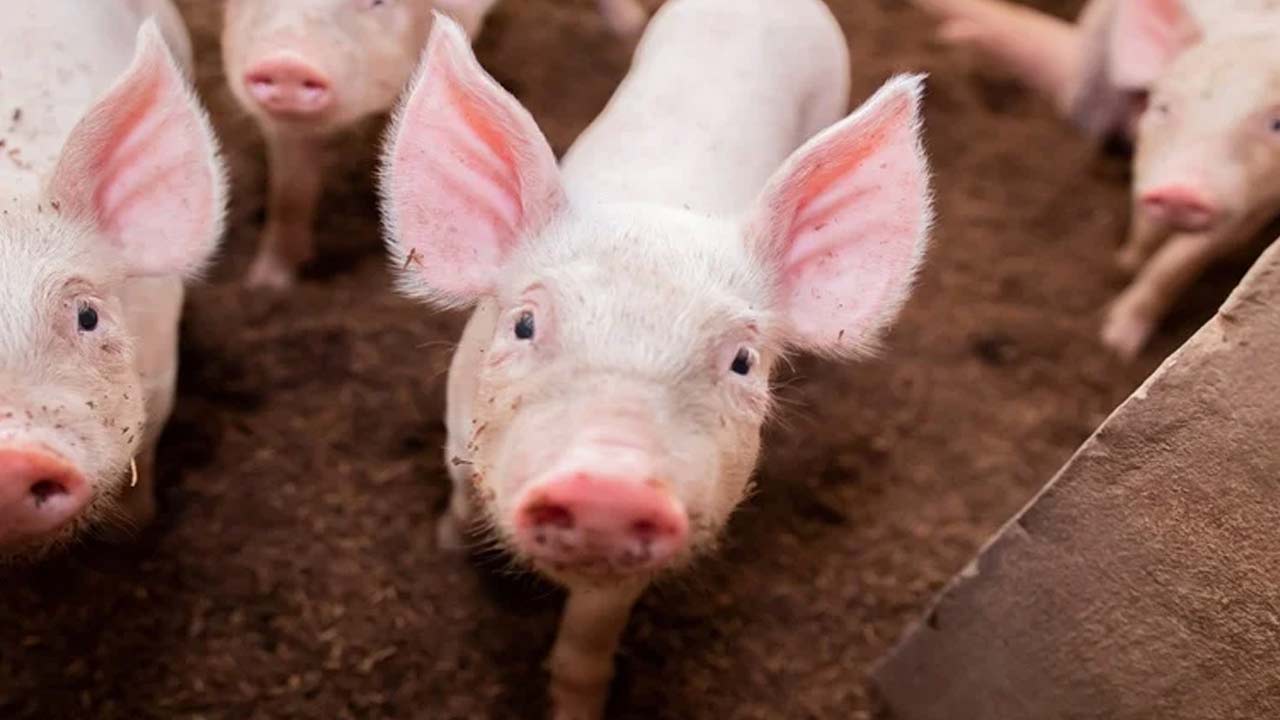 China swine Flu Case: చైనాలో తొలిసారి మనిషికి స్వైన్ ఫ్లూ A(H1N2)v.. భారత్‌కు ముప్పు ఎంత?