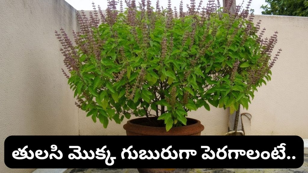 Tulsi Plant
