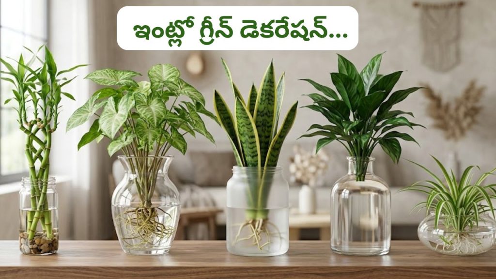 Water Plants