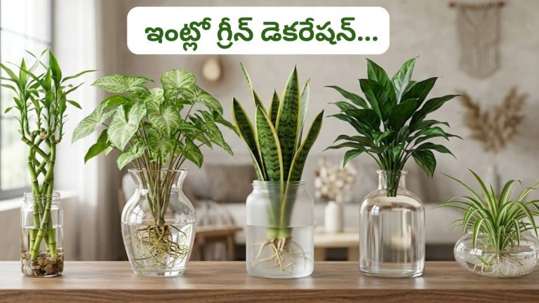 Indoor Plants: ఒక్క గ్లాస్ నీటితో ఇంట్లో గ్రీన్ డెకరేషన్.. ఈ మొక్కలను ఇలా పెంచండి!