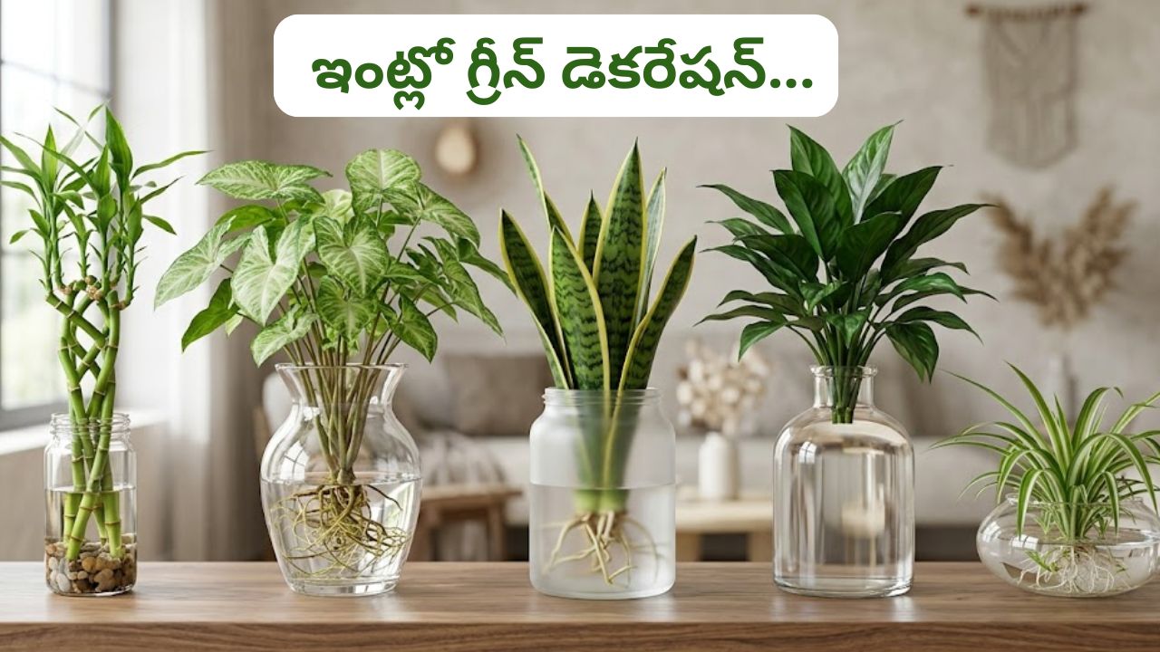 Indoor Plants: ఒక్క గ్లాస్ నీటితో ఇంట్లో గ్రీన్ డెకరేషన్.. ఈ మొక్కలను ఇలా పెంచండి!