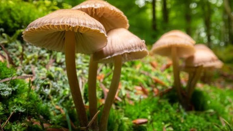 Mushrooms Sales: పుట్టగొడుగులకు భారీ డిమాండ్.. ఒక్క కట్ట రూ.500.. అయినా జోరుగా విక్రయాలు!