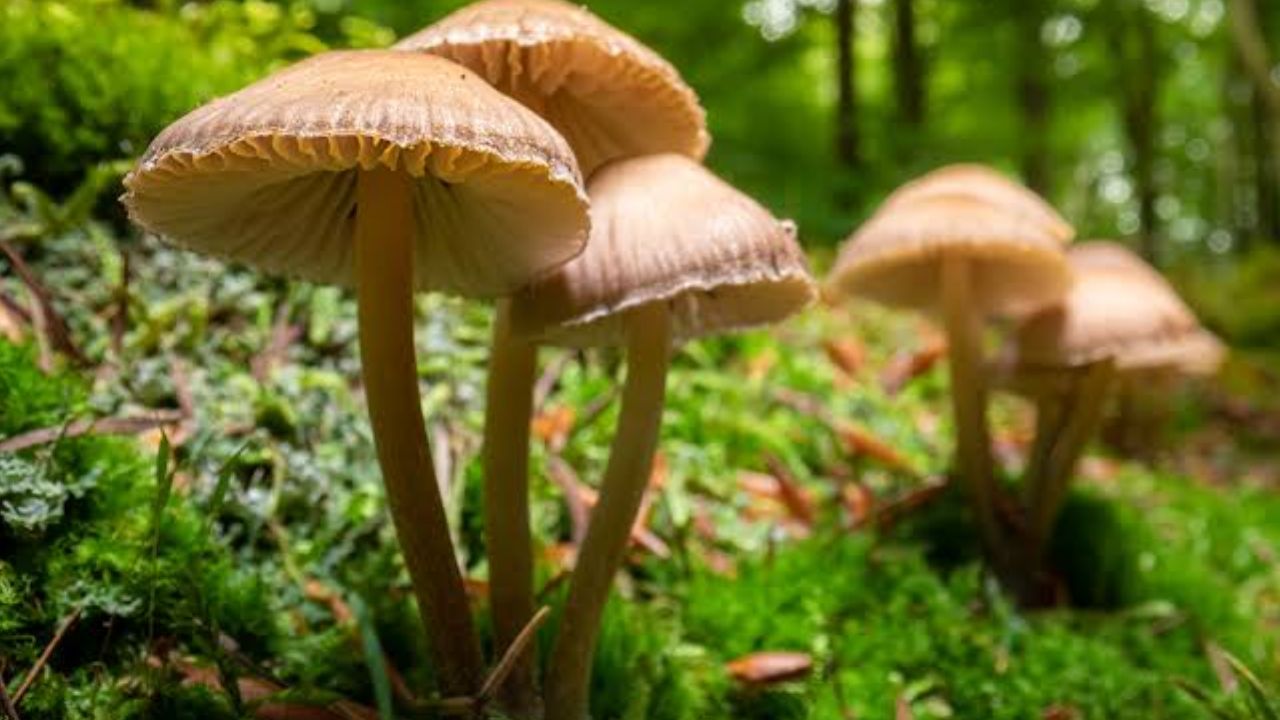 vijayawada wild mushrooms see huge demand selling at rs 500 per bundle