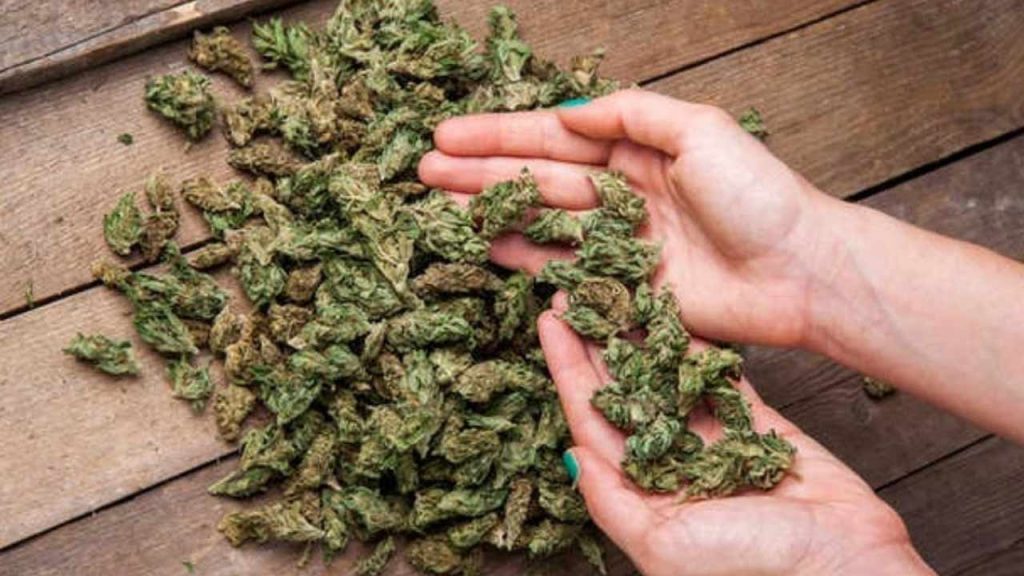 Ganja