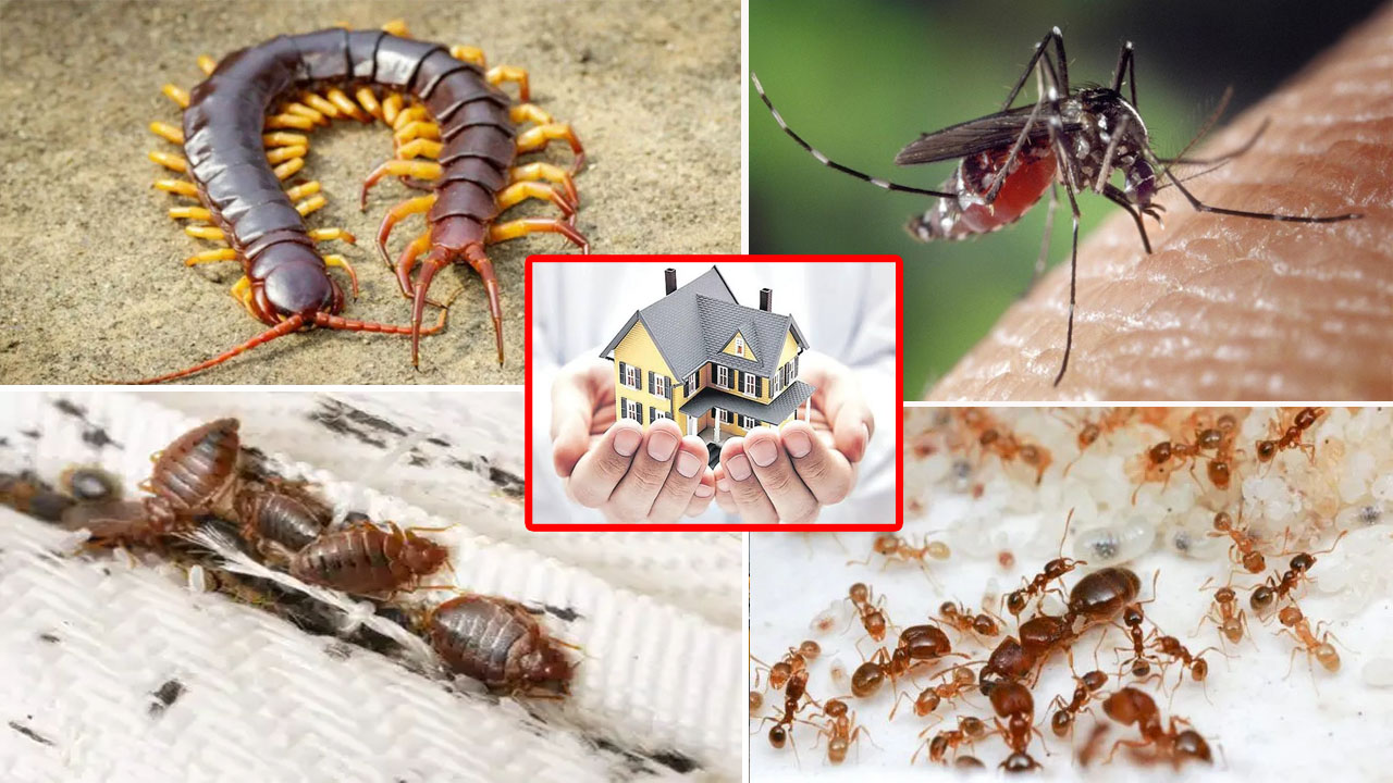 Home Remedies: వర్షాకాలంలో ఇంట్లో జెర్రులు, దోమలు, చీమలు, నల్లులకు చెక్ పెట్టే చిట్కాలు ఇవే!