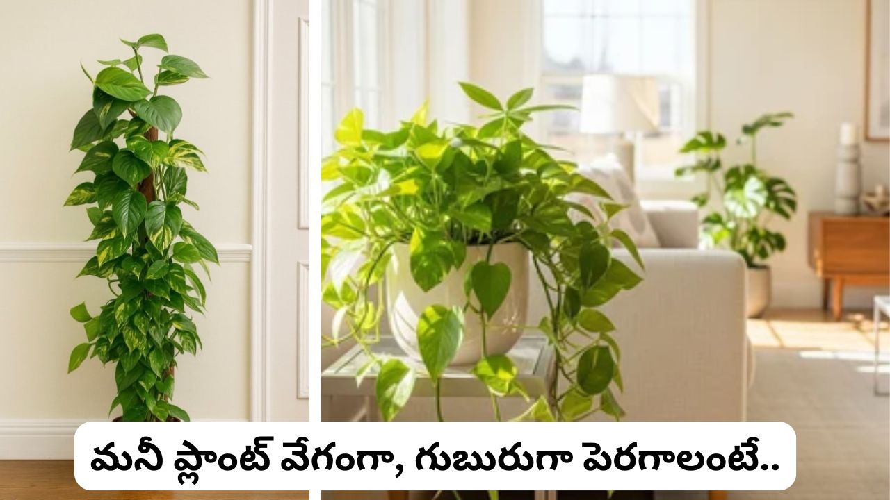 Money Plant Growing Tips: మనీ ప్లాంట్ వేగంగా, గుబురుగా పెరగాలంటే ఈ చిట్కాలు ఫాలో అవ్వండి.!