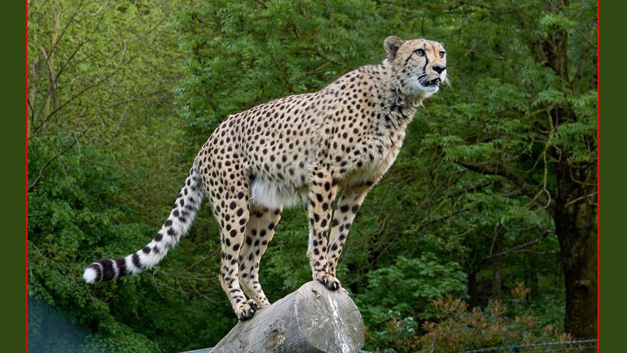 Project Cheetah Success: భారత్‌లో పెరిగిన చీతాల సంఖ్య.. 56కి చేరిక.. పర్యావరణానికి ఎందుకు కీలకం?