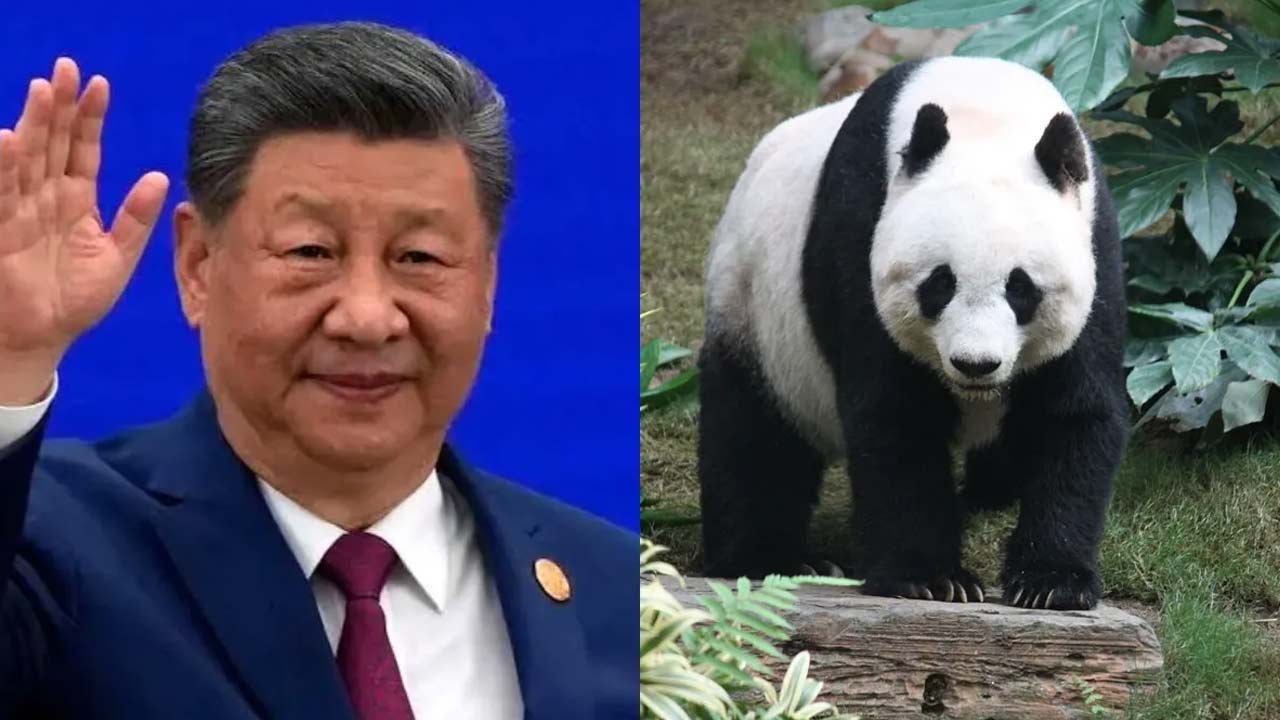 China-US Panda Diplomacy: అమెరికా-చైనా సంబంధాల్లో ‘పాండా డిప్లొమసీ’.. అట్లాంటా జూకు కొత్త అతిథులు
