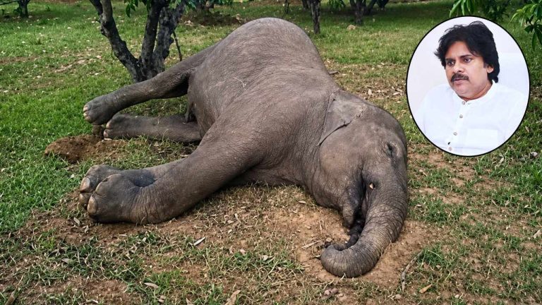 Elephant Death: విద్యుత్ షాక్‌తో ఏనుగు మృతి.. పవన్ కల్యాణ్ సీరియస్.. కీలక ఆదేశాలు