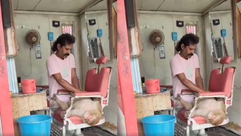Monkey Massage: “మంకేశ్ భాయ్‌ని డిస్టర్బ్ చేయకండి”.. బార్బర్ షాపులో కోతి మసాజ్ రచ్చ! వీడియో వైరల్..