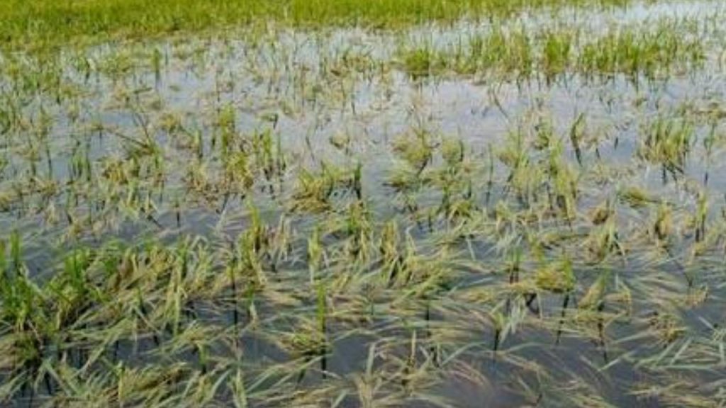 Paddy Crop Submerged