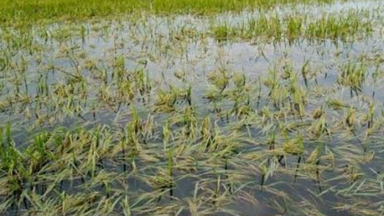 east godavari heavy rains hundred acres of paddy crop submerged