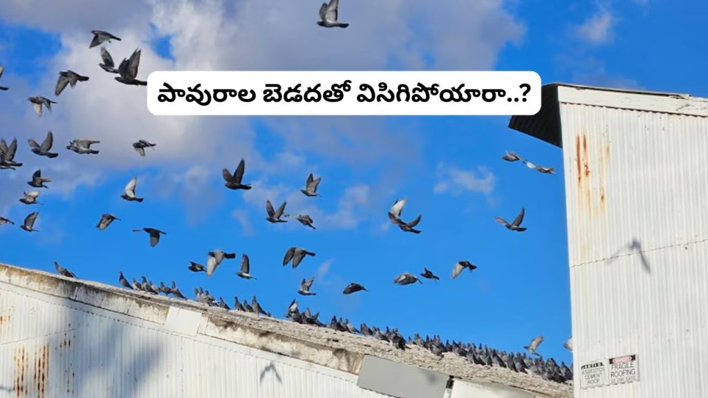 Pigeons Problem
