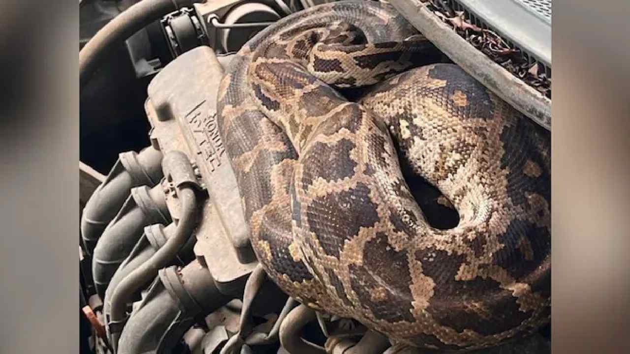 Python in Car: కారులో 7 అడుగుల కొండచిలువ.. బోనెట్ తెరవగానే షాక్..