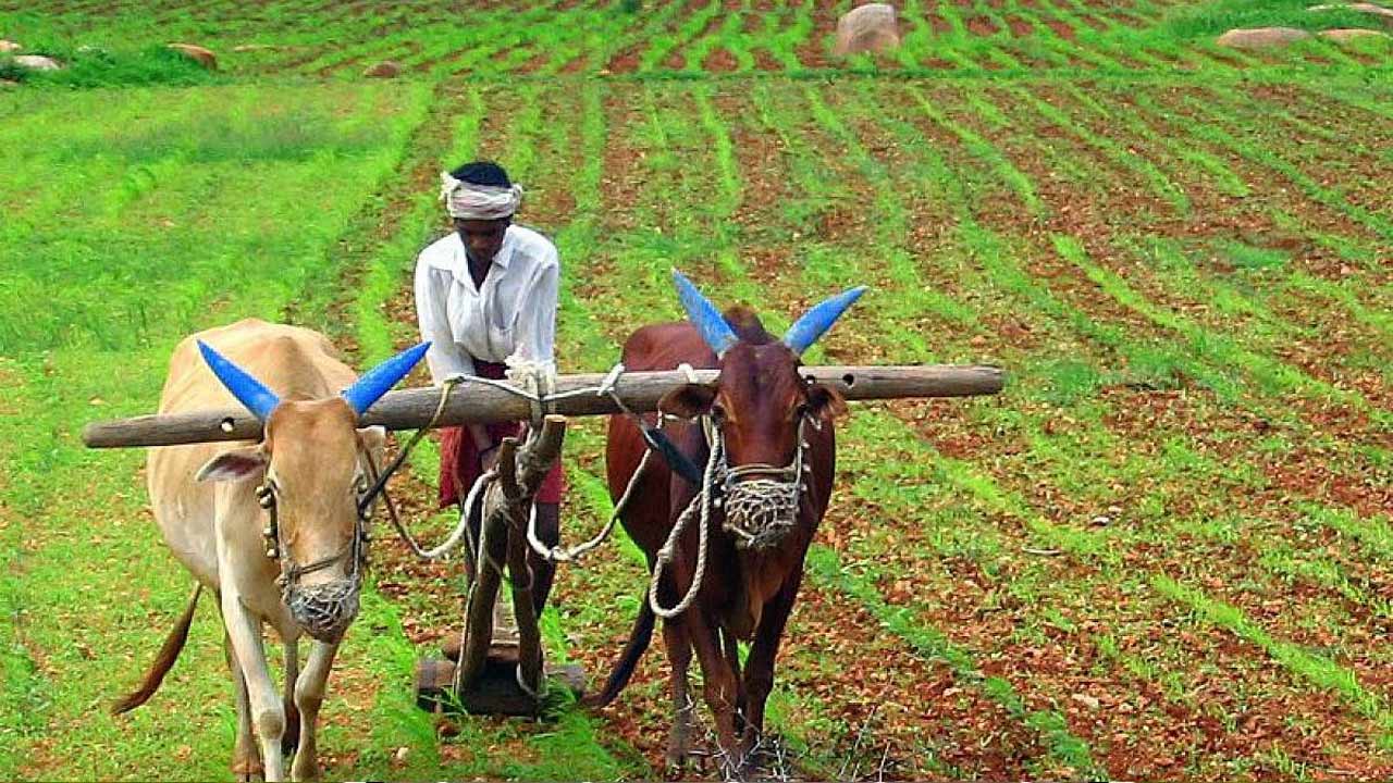 Telangana Agriculture : పప్పుధాన్యాల సాగులో తెలంగాణకు రెండో స్థానం.. కేంద్రానికి కీలక ప్రతిపాదనలు