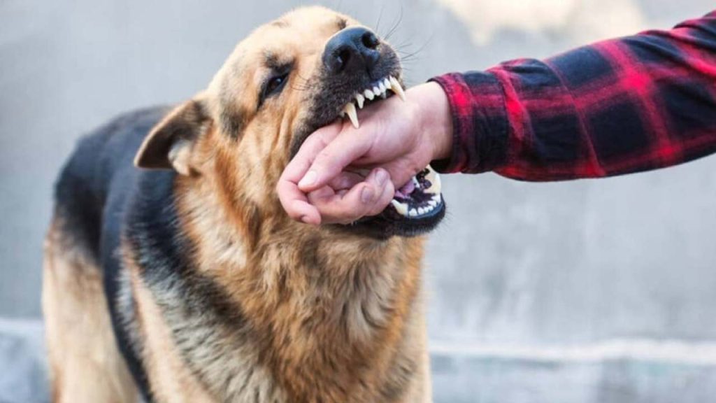 World Rabies Day