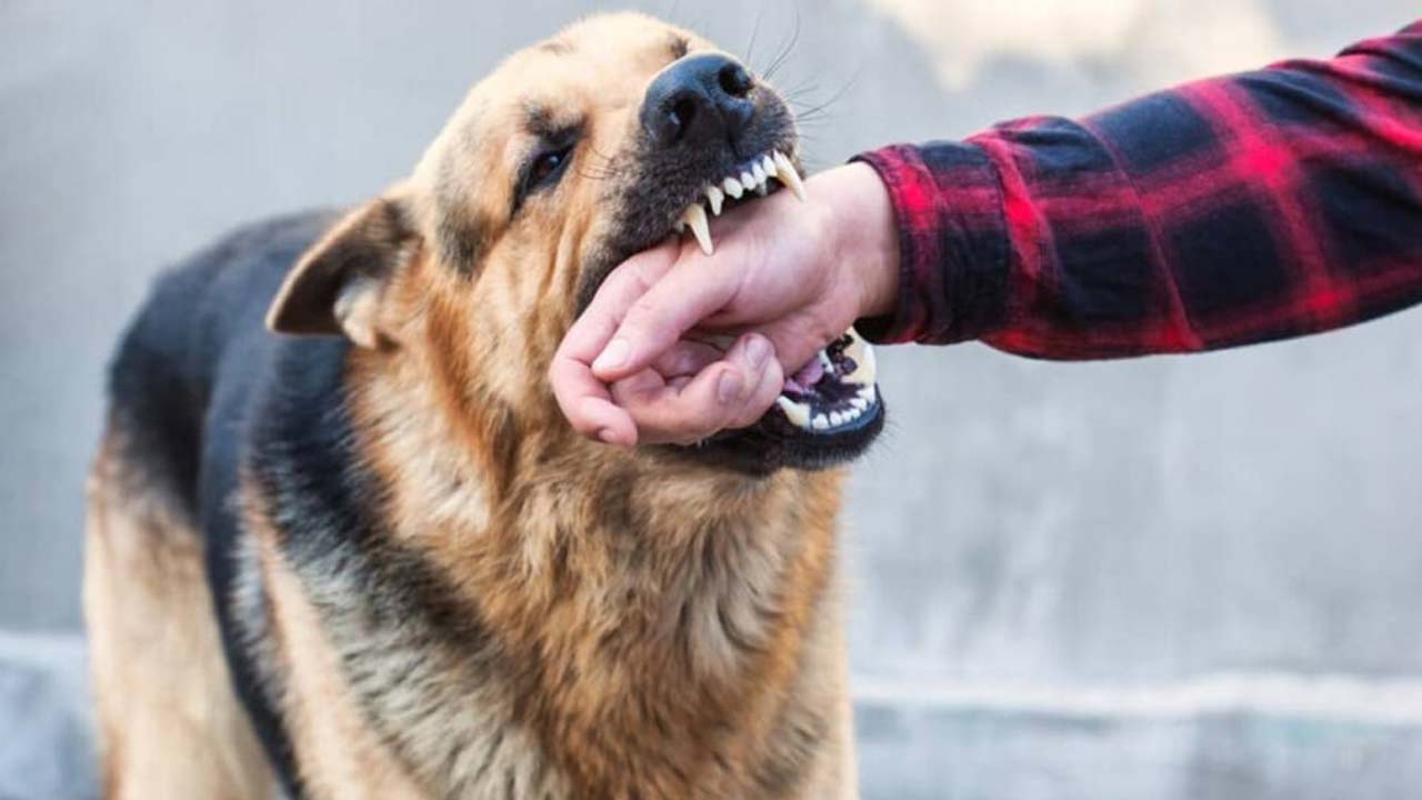 world rabies day 2026 5 tips to prevent dog bites and stay safe