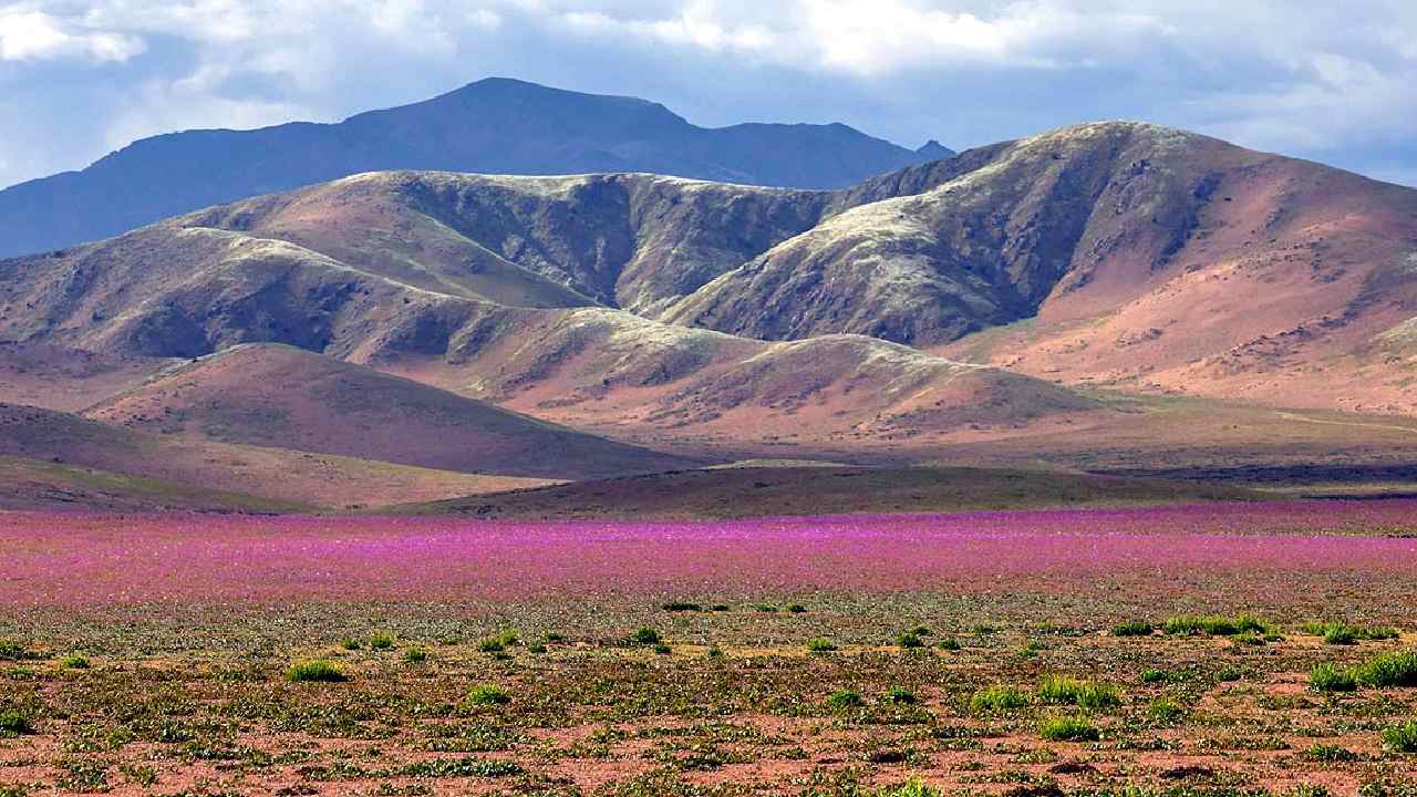 atacama desert blooms after el nino rains as thousands of hectares turn into a flower carpet