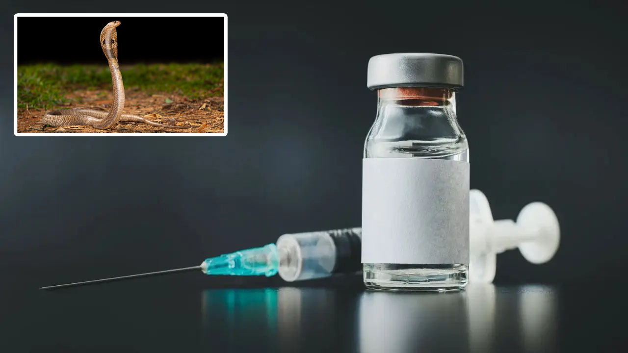 Antivenom: ఇక డోంట్ వర్నీ.. పామువిషానికి చెక్ పెట్టే సరికొత్త యాంటీవెనమ్ వచ్చేసింది!