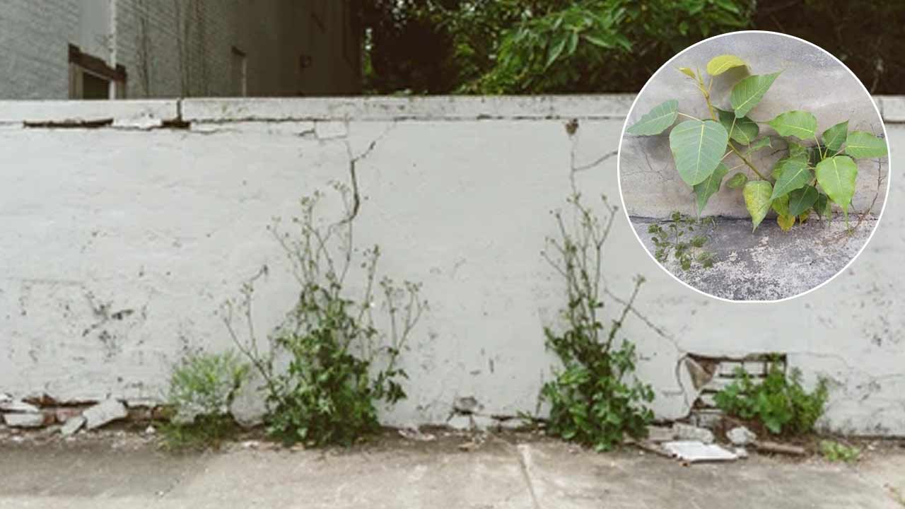 wall weeds building damage roots prevention