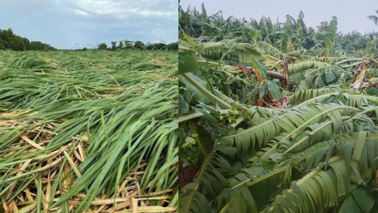 Cyclone Arnab: వేలాది ఎకరాల్లో నేలకొరిగిన అరటి, చెరకు తోటలు.. కోట్లలో నష్టం.. కన్నీరుమున్నీరవుతున్న రైతులు!