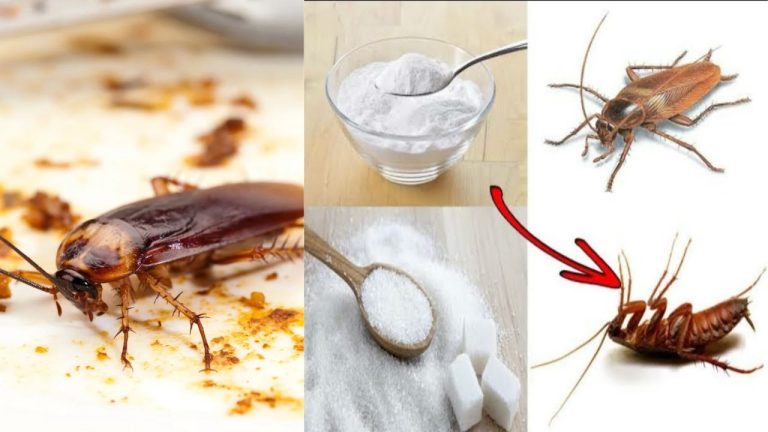 Cockroach Control Tips: వంటింట్లో బొద్దింకలు తిరుగుతూ చికాకు తెప్పిస్తున్నాయా.? ఈ చిట్కాతో శాశ్వతంగా సమస్యకు చెక్ పెట్టండి..!