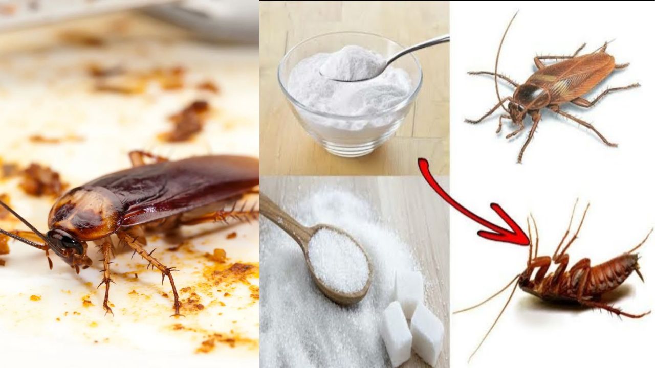 cockroach control tips easy home remedies for your kitchen and complete home