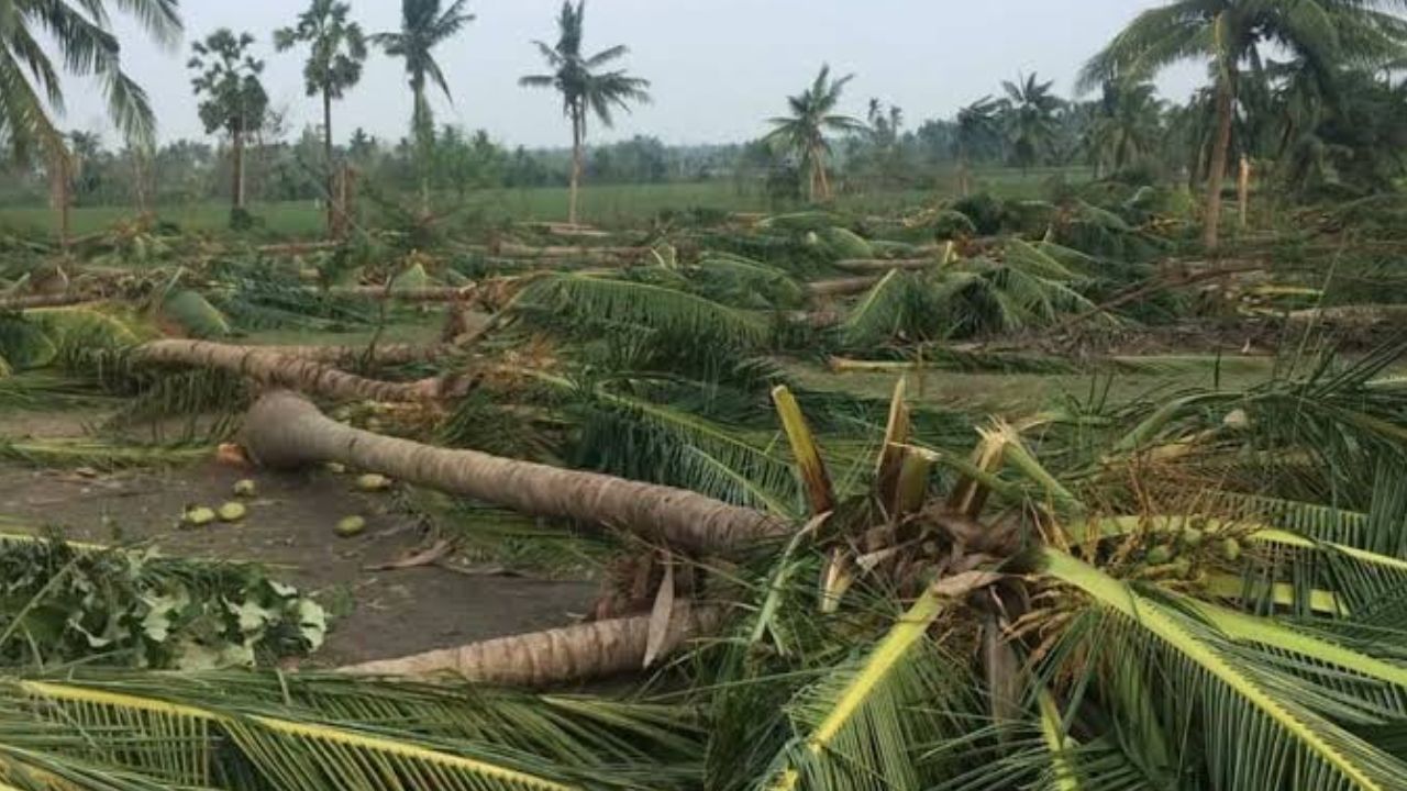 cyclone arnab damage heavy losses for coconut farmers in west godavari