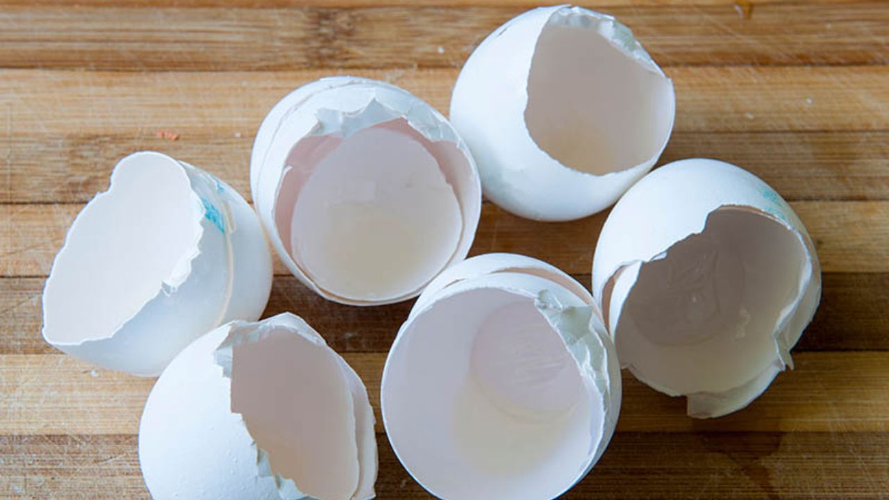 eggshell uses 5 useful ways to reuse eggshells at home and garden