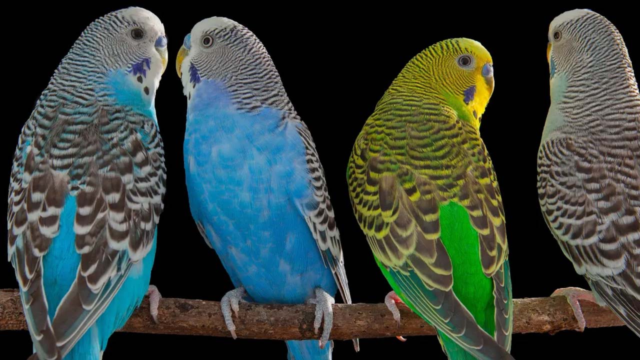 how parrots talk and animal accents