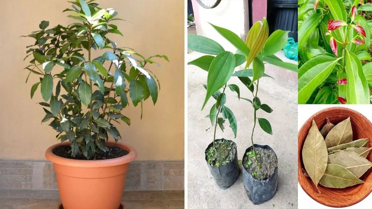 How To Grow Tej Patta In Pots: మార్కెట్ నుంచి తెచ్చే పని లేదు.. ఇంట్లోనే ఈజీగా బిర్యానీ ఆకు మొక్కను పెంచండి..