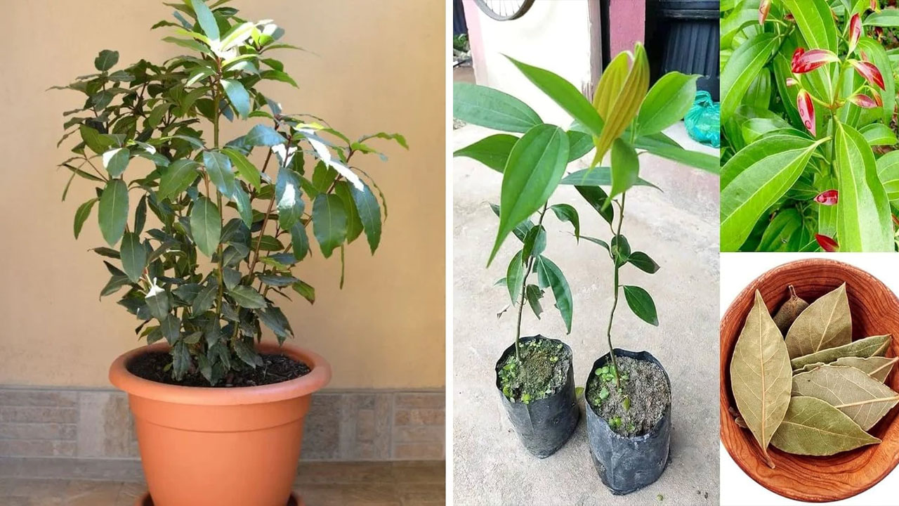 How To Grow Tej Patta In Pots: మార్కెట్ నుంచి తెచ్చే పని లేదు.. ఇంట్లోనే ఈజీగా బిర్యానీ ఆకు మొక్కను పెంచండి..