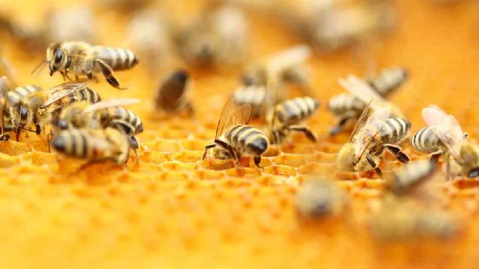 honey bee venom and breast cancer what research really shows