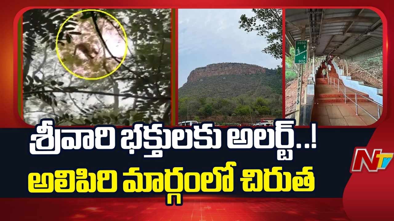 tirumala alipiri walkway leopard sighting mokali mitta