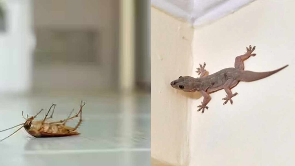 Lizards