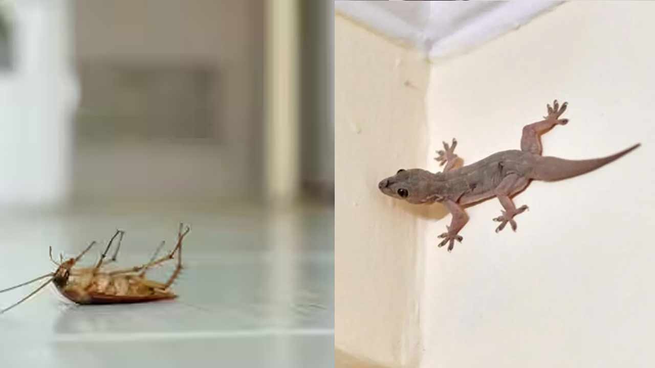 Home Cleaning : దీపావళి వేళ.. ఇంట్లో బల్లులు, బొద్దింకల బెడద ఎక్కువగా ఉందా? ఈ చిట్కాలు ట్రై చేయండి.!