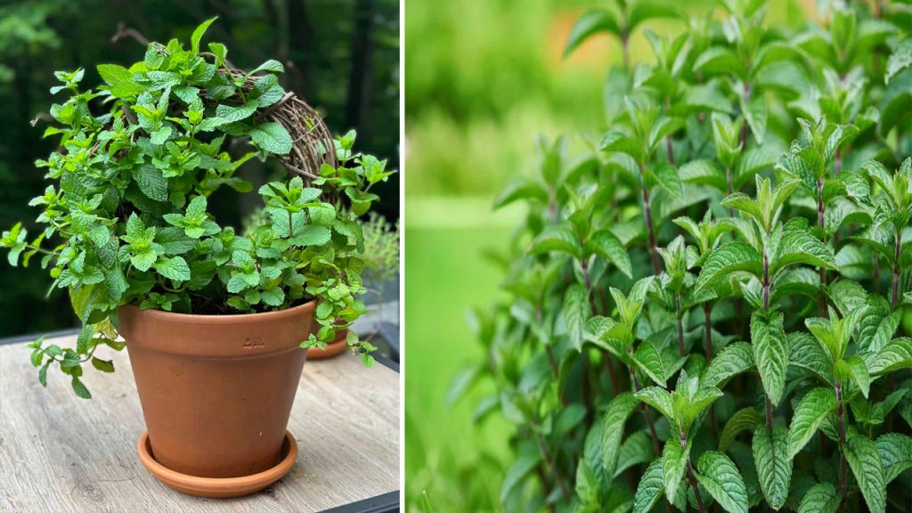 Mint Plant