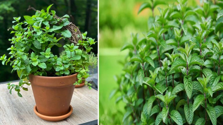 How To Grow Mint Plant: ఒక్క పుదీనా కాడతో మొక్క పెంచేయొచ్చు.. ఈ సింపుల్ టిప్స్ పాటించండి