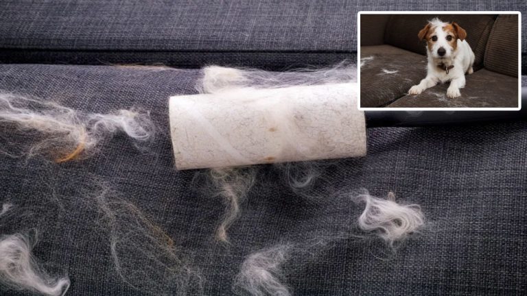 Pet Hair Cleaning Tips: సోఫా, బెడ్, కార్పెట్‌పై పెంపుడు కుక్క లేదా పిల్లి హెయిర్ పోవడం లేదా? ఈ ట్రిక్స్‌తో ఈజీగా తొలగించండి