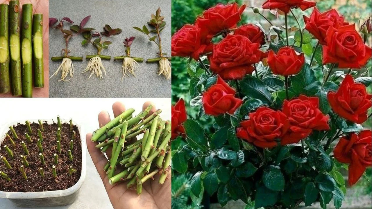 Rose Plant: గులాబీ కొమ్మను ఇలా నాటితే చాలు.. ఇంట్లోనే కొత్త మొక్క పెంచుకోవచ్చు.. కానీ..