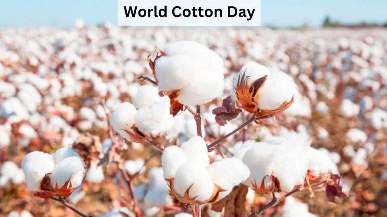 world cotton day telangana cotton farmers white gold